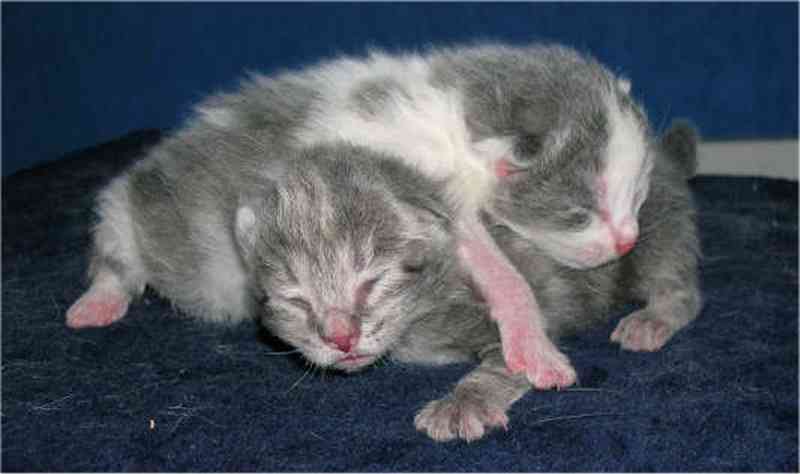 Amanda og Simone 3 dager gammle